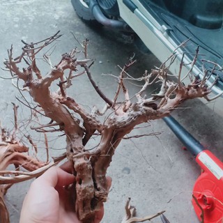 LŨA SA TÙNG DÁNG BONSAI