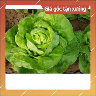 Hạt giống xà lách đăm