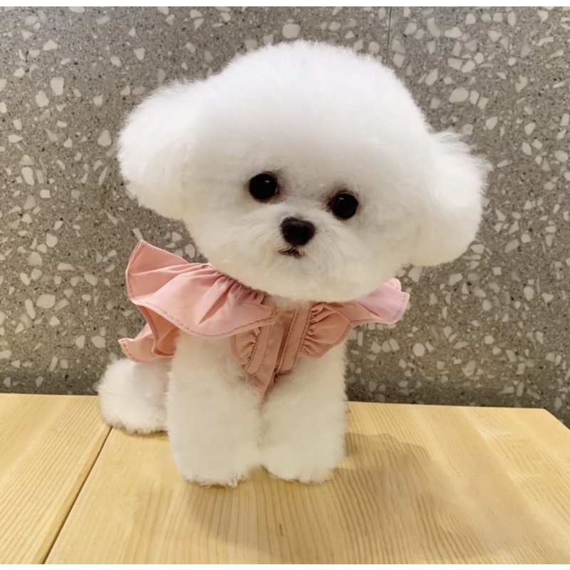 Váy hồng công chúa cho chó mèo