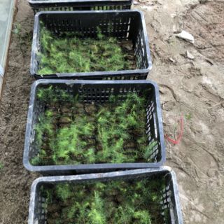 Combo 10 cây măng tây xanh