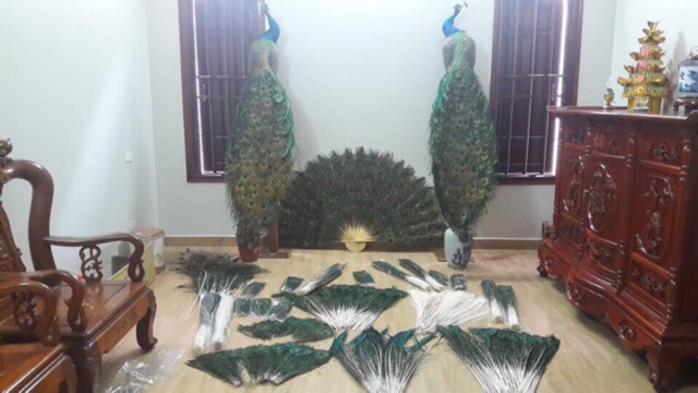 Lông công phong thủy~60cm-LOẠI 1 mắt 4-6cm | BigBuy360 - bigbuy360.vn