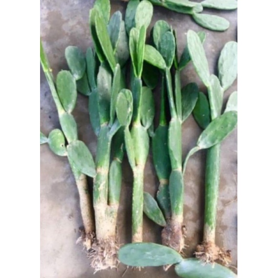 Cây Xương Rồng Tai Thỏ