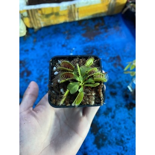 cây bắt mồi,cây bẫy kẹp venus flytrap ( mua 3 tặng 1 pack hạt nắp ấm)