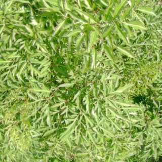 La cây đinh lăng phơi khô 1 ký