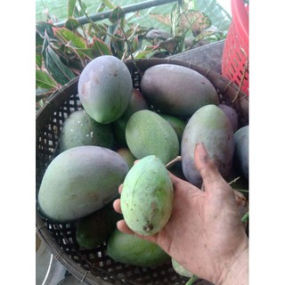 Xoài Đài Loan. 1kg.