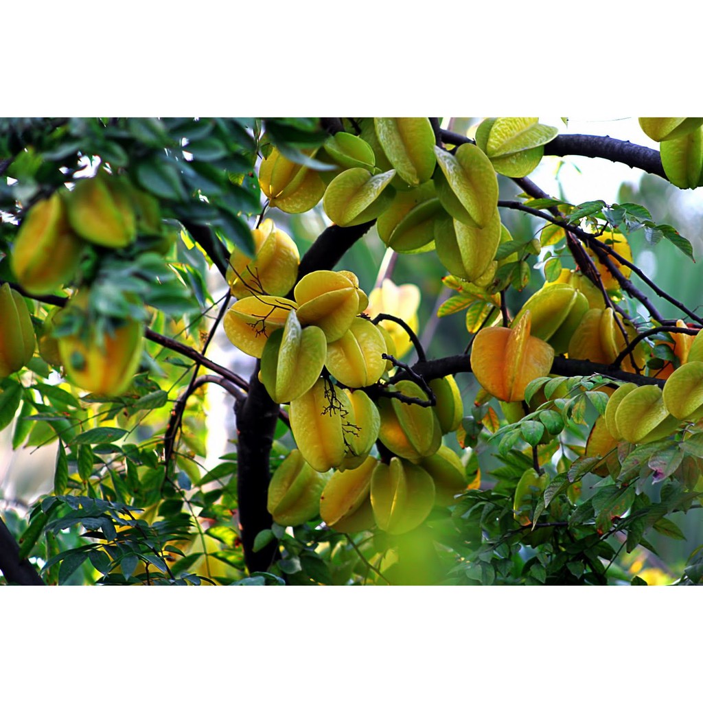 CÂY GIỐNG KHẾ SIÊU NGỌT, SIÊU SAI QUẢ