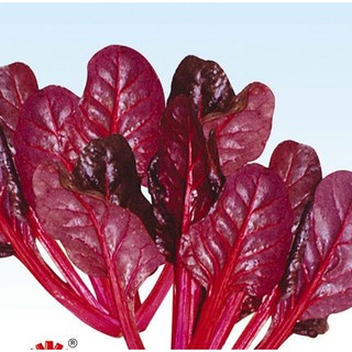 Hạt giống rau cải bó xôi tím 15 gram