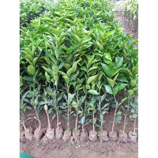 Cây Cam Cara Ruột Đỏ (Cam Úc)