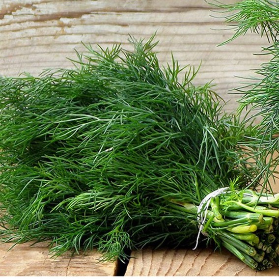Hạt Giống Rau Thì Là