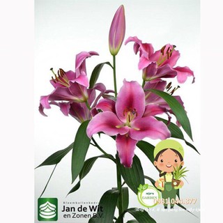 củ hoa ly thơm màu hồng đậm size to