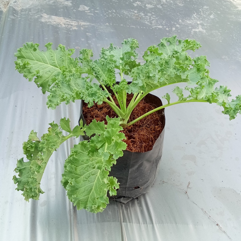 Cây giống Cải Kale được ươm trồng hữu cơ tại Vườn Nhà Kiến Văn set 2 cây