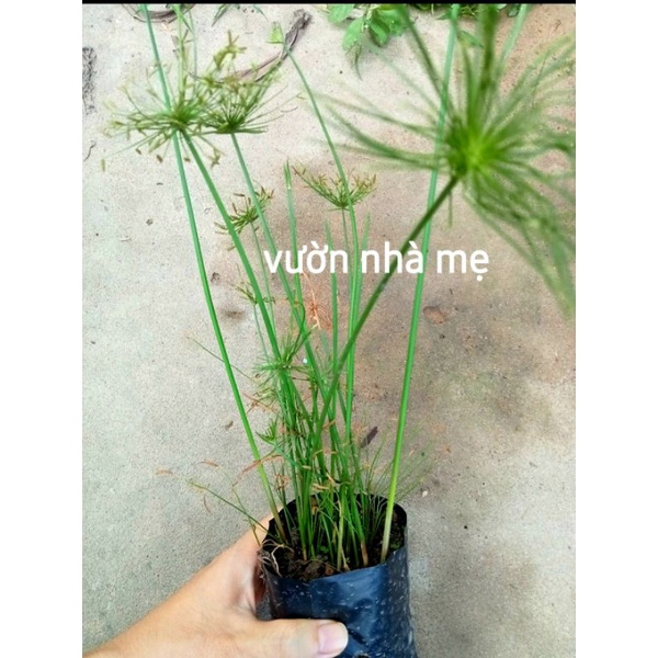 Bụi cây thủy trúc thái