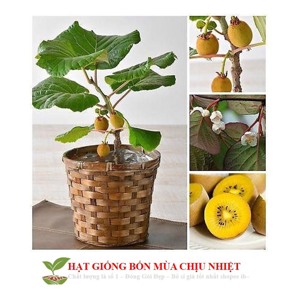 Hạt giống Kiwi lùn - Kiwi bonsai F1 ĐẾN MÙA TRỒNG TẾT