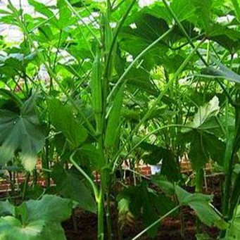 Hạt giống đậu bắp xanh - 1 gói 10gr - DC