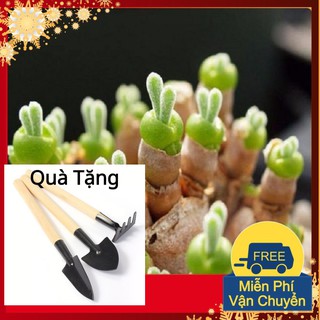 Hạt Giống Tai Thỏ Mix Tặng Bộ Dụng Cụ Mini Trồng Cây Tặng Bộ Dụng Cụ Mini Trồng Cây
