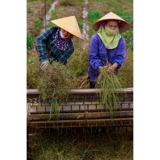 BỘT HẠT MÙI TÚI LỌC