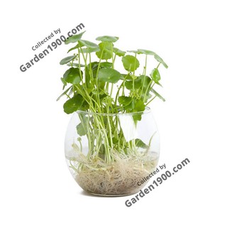 Cây cỏ đồng tiền thủy sinh - Cây nội thất văn phòng