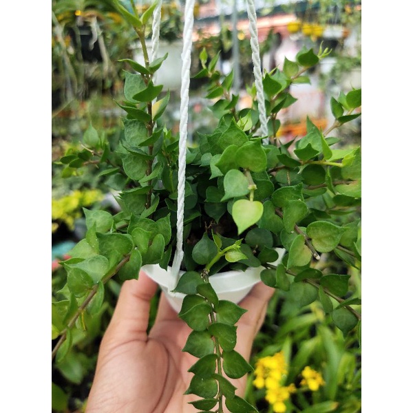 Lan tim xanh chậu treo