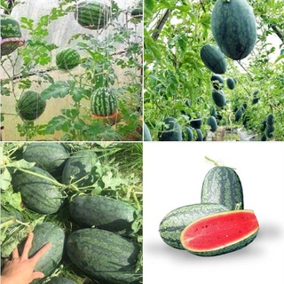 Hạt giống dưa hấu hắc mỹ nhân ruột đỏ - 10 hạt tặng kèm 3 viên nén ươm hạt - DC