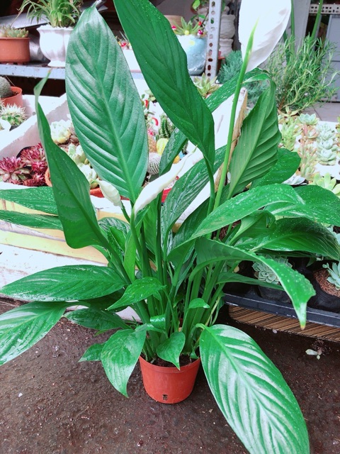 Chậu cây lan ý