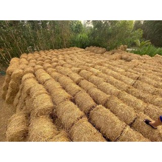 Rơm rạ khô tự nhiên trang trí, phủ cây làm đồ handmade độc đáo
