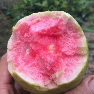 Ổi ru bi ruột  đỏ