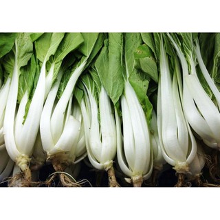 HẠT GIỐNG CẢI BẸ TRẮNG CAO SẢN