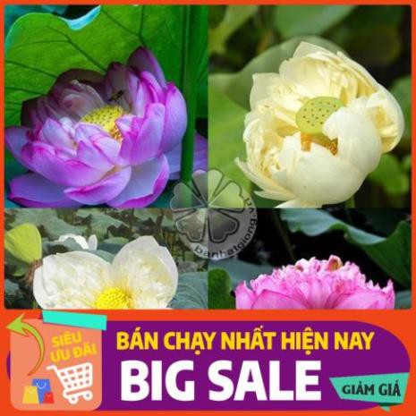 [Chất lượng cao] [Hàng chuẩn] [Free ship] 100 hạt SEN BÁCH DIỆP (SEN QUAN ÂM, SEN THÁI) nhiều màu