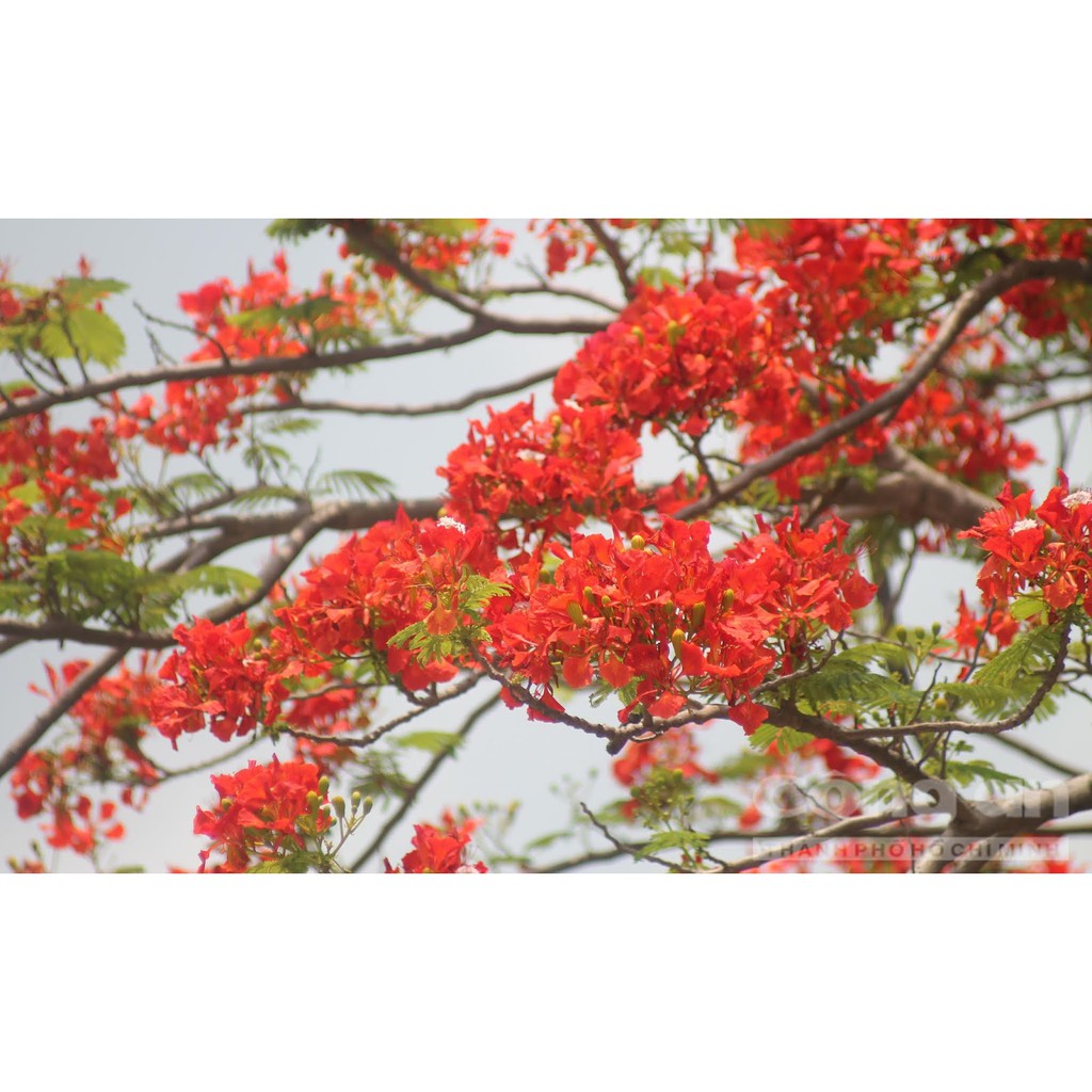 Hạt giống hoa phượng vi đỏ