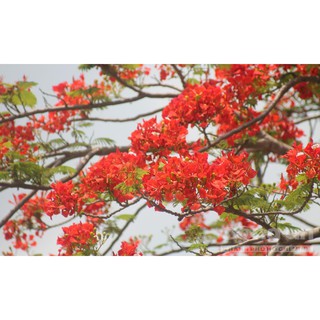 Hạt giống hoa phượng vi đỏ