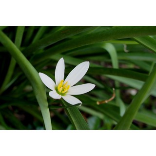 Sét 40 củ huệ mưa trắng cánh kim