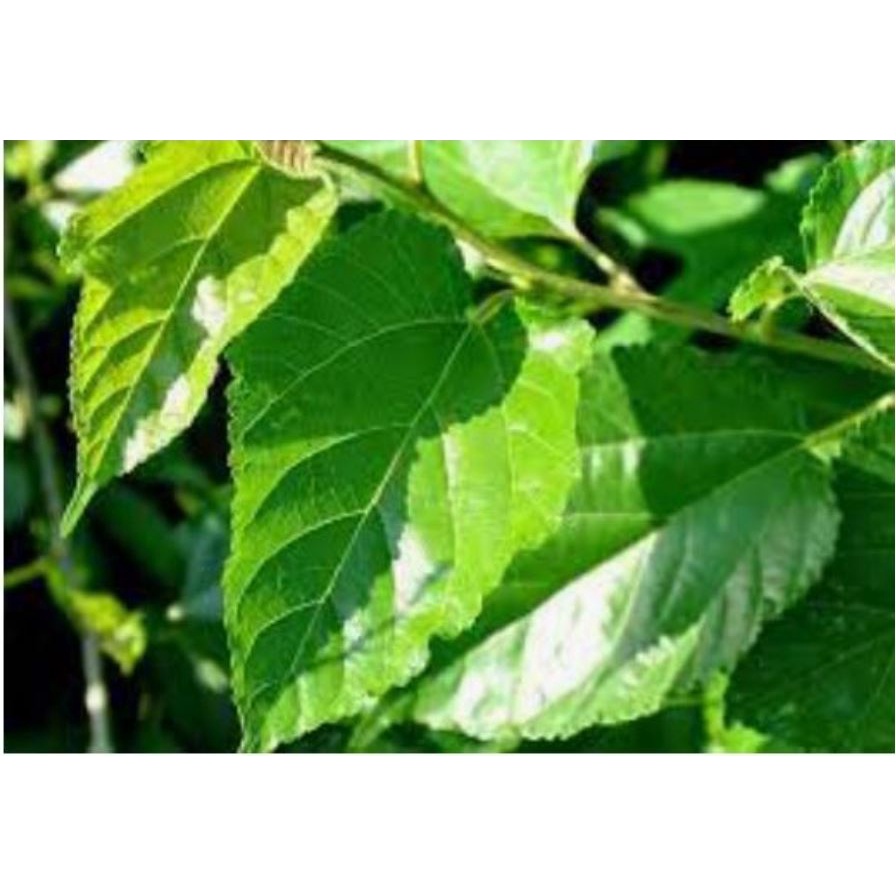 Lá dâu tằm tươi cho tép ăn - 10 lá dâu thức ăn cho tép