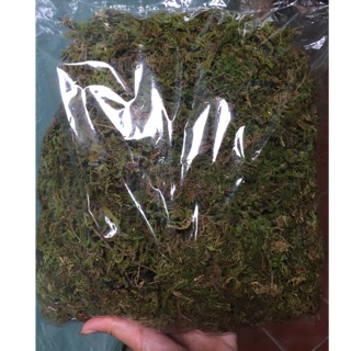 Rêu rừng phơi khô đóng gói