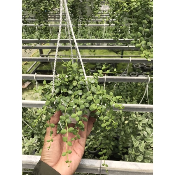 Lan hạt nút áo chậu treo trang trí dễ trồng