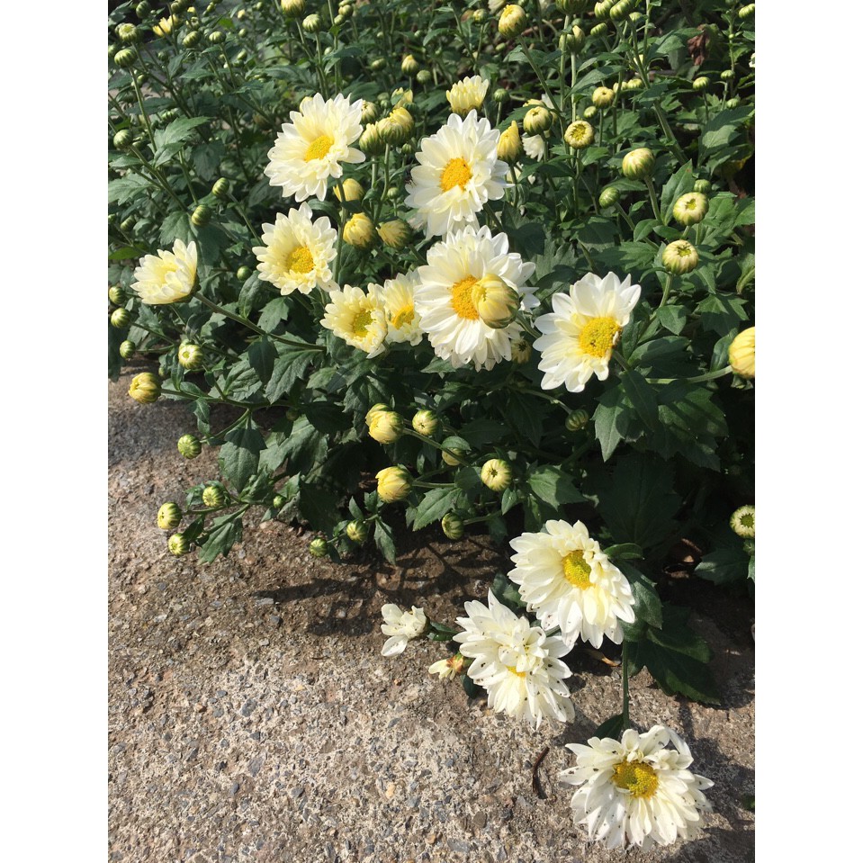 🌹Cúc đổi màu 🌹