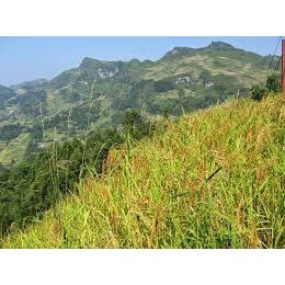 Gạo nếp nương đặc sản điện biên 2kg - Thái Dương