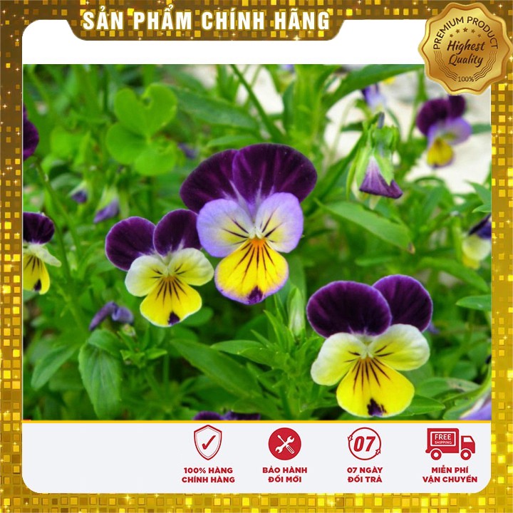 HẠT GIỐNG HOA PANSY nhiềumàu hat giong hoa bướm pansy