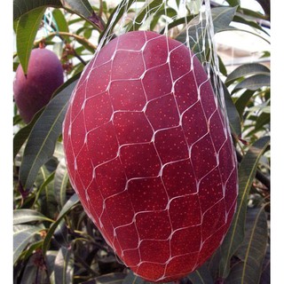 cây xoài đỏ nhật bản  ( japan)