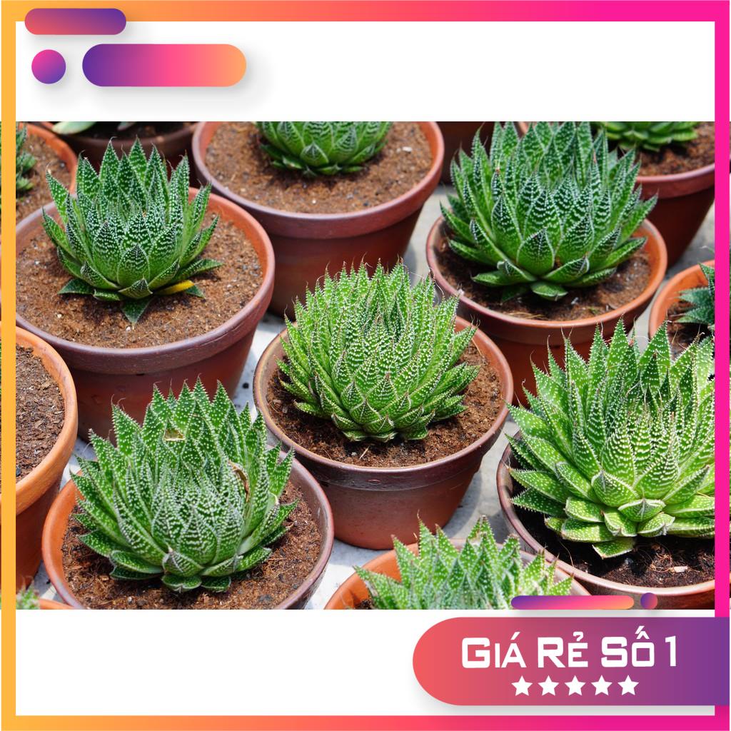 Sen đá Móng Rồng Pháp chậu lớn 15cm - Dễ trồng - ưa mát - Thuần khí Hậu Đà Lạt - Lỗi 1 đổi 1