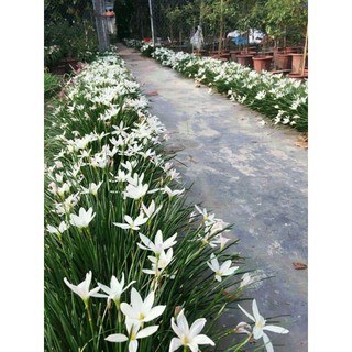 Củ hoa huệ mưa