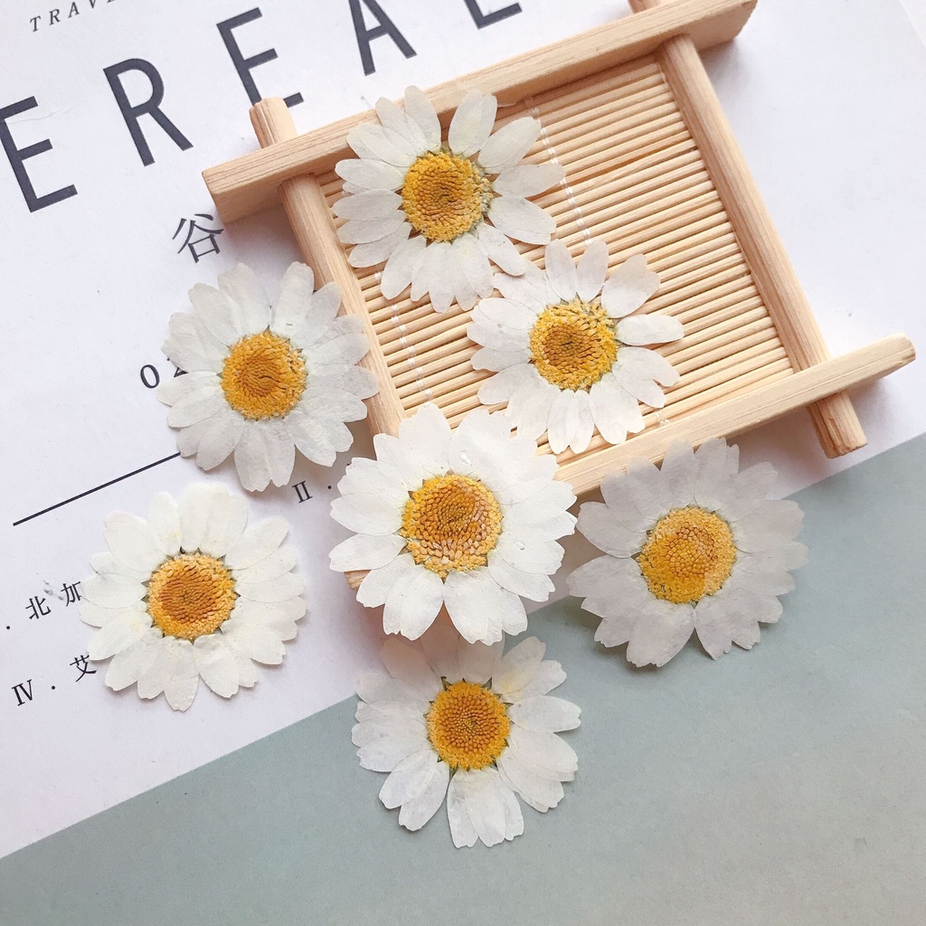Set 12 Bông Hoa Cúc Ép - Cúc Hoạ Mi Các Màu Trang Trí, Làm Handmade