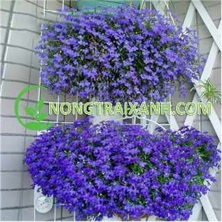 200h - hạt giống hoa cúc lobelia