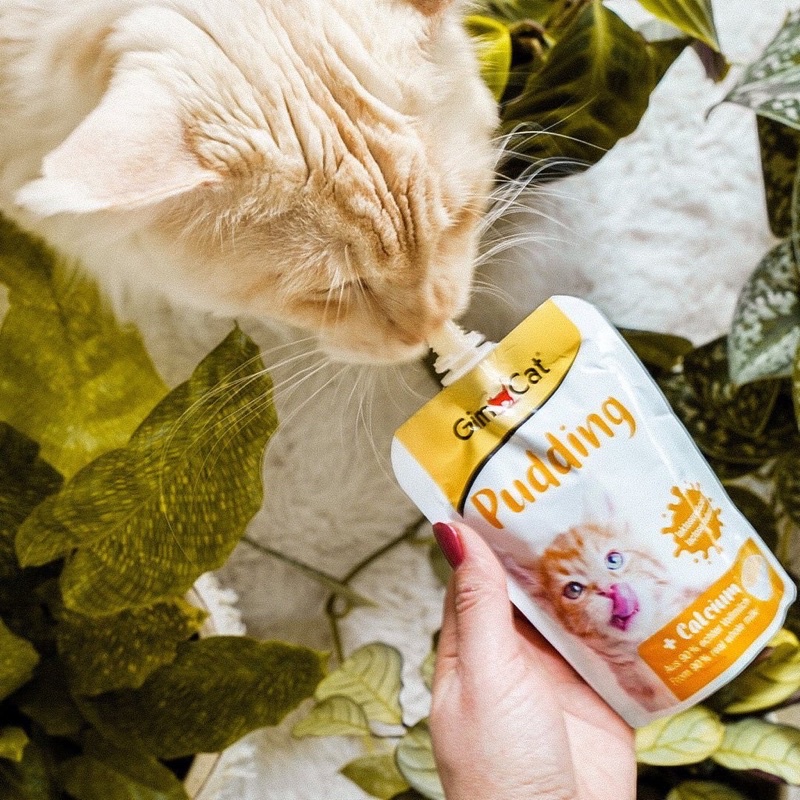 Gói Pudding Gimcat cho mèo bổ sung canxi
