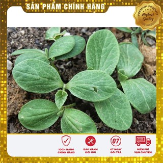 Hạt giống Bí đỏ quả tròn
