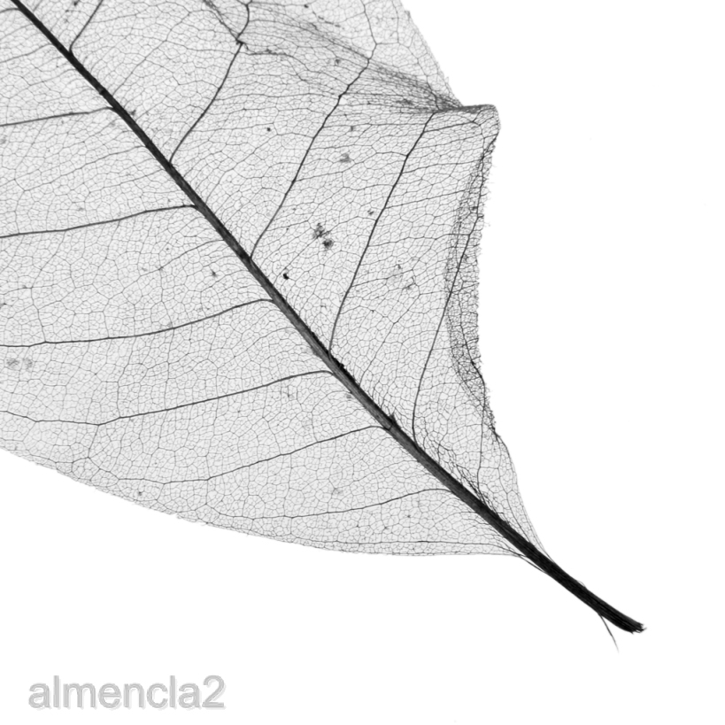 [ALMENCLA2] 100x Magnolia Skeleton Leaf Leaves for Scrapbook Craft Wedding Black Coffee