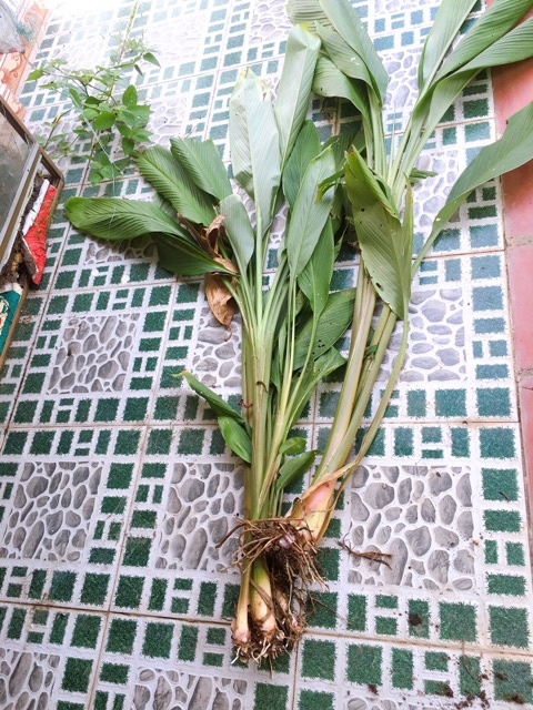 Cây củ nghệ đen -vàng