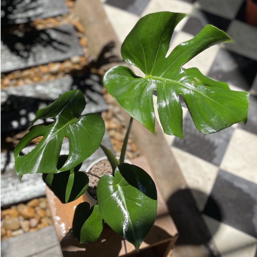 Cây Trầu Bà Monstera deliciosa