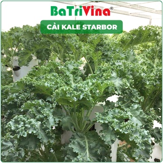 Kale Starbor - Cải xoăn kale siêu hot giống hữu cơ nhập Mỹ, dễ trồng, năng suất cao, chịu nhiệt tốt, trồng quanh năm