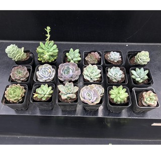 [HỖ TRỢ CHỤP ẢNH XEM TRƯỚC] SEN NHỎ - SEN ĐÁ NHỎ - SEN ĐÁ SIZE 6 CM - SEN ĐÁ NHỎ CHƯA CHẬU - SEN MIX