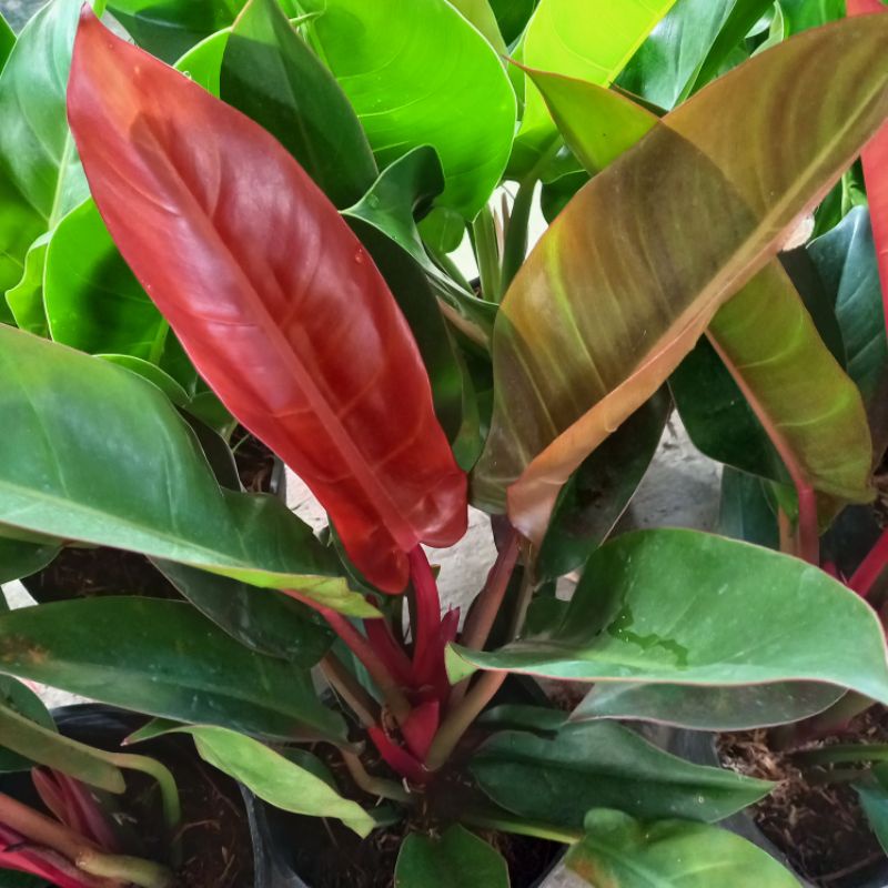 Cây Đế Vương Đỏ